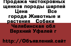 Продажа чистокровных щенков породы шарпей › Цена ­ 8 000 - Все города Животные и растения » Собаки   . Челябинская обл.,Верхний Уфалей г.